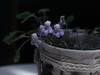 大温室的苦苣苔展