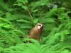 白颊噪鹛