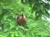 白颊噪鹛