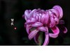 菊