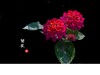 菊