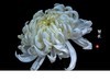 菊