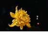 菊
