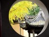 惠山枫叶