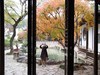 惠山枫叶