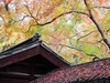惠山枫叶