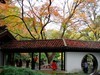 惠山枫叶