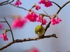 樱花上的小鸟