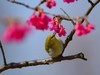 樱花上的小鸟