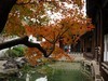 惠山枫叶