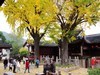 惠山枫叶
