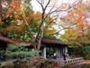 惠山枫叶