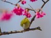 樱花上的小鸟