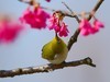 樱花上的小鸟