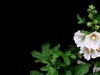 蜀葵 (4)