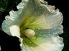 蜀葵 (4)