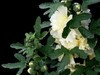 蜀葵 (4)