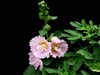 蜀葵 (4)