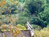 塔川宏村游
