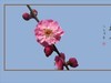 俏也不争春，只把春来报