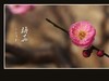 俏也不争春，只把春来报