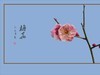 俏也不争春，只把春来报