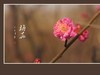 俏也不争春，只把春来报