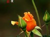 国家植物园月季花230509