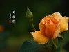国家植物园月季花230509
