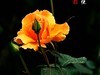 国家植物园月季花230509