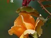 国家植物园月季花230509