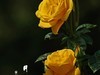 国家植物园月季花230509