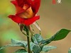 国家植物园月季花230509