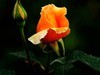 国家植物园月季花230509