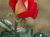 国家植物园月季花230509