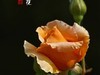 国家植物园月季花230509