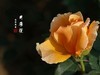 国家植物园月季花230509