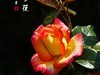 国家植物园月季花230509