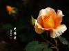 国家植物园月季花230509