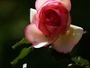 国家植物园月季花230509