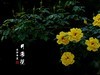 国家植物园月季花230509