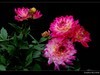 大丽花(2)
