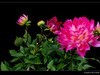 大丽花(2)