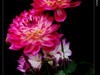 大丽花(2)