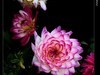大丽花(2)