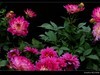大丽花(2)