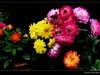 大丽花(2)