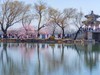 西堤春晓（8）