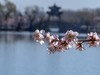 西堤春晓（8）