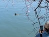 西堤春晓（8）
